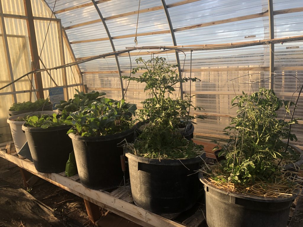 Greenhouse2