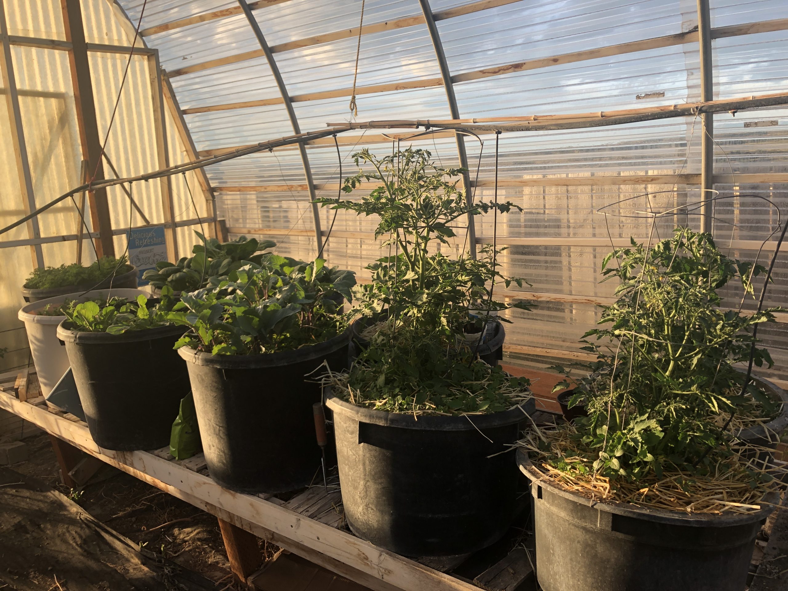 Greenhouse2